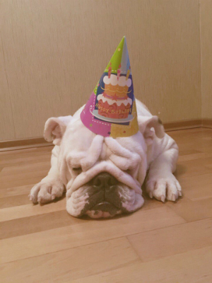 Английский бульдог Гектор, довольный клиент школы дрессировки собак КСОО "Харон", отмечает первый День рождения