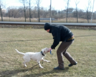 Английский бультерьер Бостон, довольный клиент школы для собак КСОО "Харон", играет с хозяином