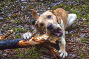 Лабрадор Клайд, довольный клиент школы для собак КСОО "Харон", играет в лесопилку.